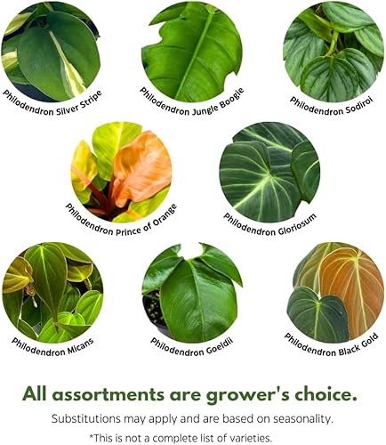 Miniatura 3 de BubbleBlooms Surtido de filodendros en macetas de 4 pulgadas, juego de 5