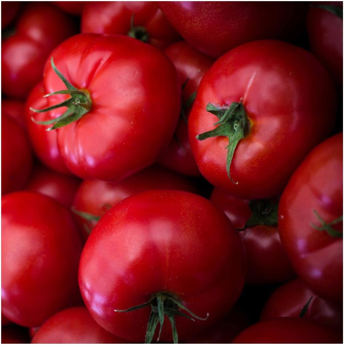 Everwilde Farms - 1/4 Lb Organic Moneymaker Heirloom Tomato Seeds - Gold Vault