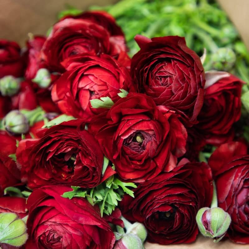 Miniatura 2 de Bulbos de ranúnculo para plantar en otoño, paquete de 25 bulbos rojos de ranúnculo para plantar, bulbos de ranúnculo de peonía para plantar flores