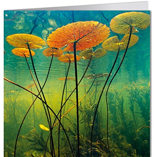 Tarjeta de felicitación Geo de Modern Times + + + widers tändler + + + BK de Edition Geo© Lanting, Frans