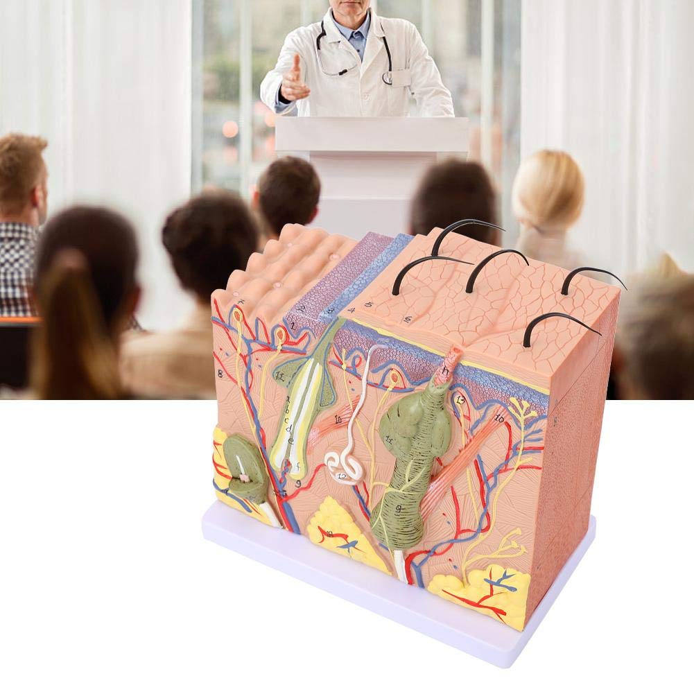 Modello allargato della pelle 50 volte ingrandito tridimensionale anatomico della pelle umana anatomia biologia strumenti didattici scienza forniture di laboratorio