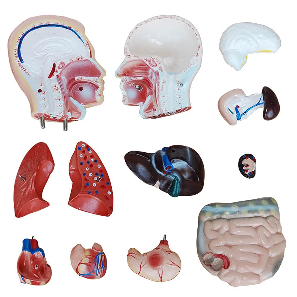 Anatomie Modell Torso des Menschen Anatomiemodell Menschlicher Lehrmodell 45 cm Körper Anatomisches Menschliches Model mit Organe menschliche Modelle MedMod