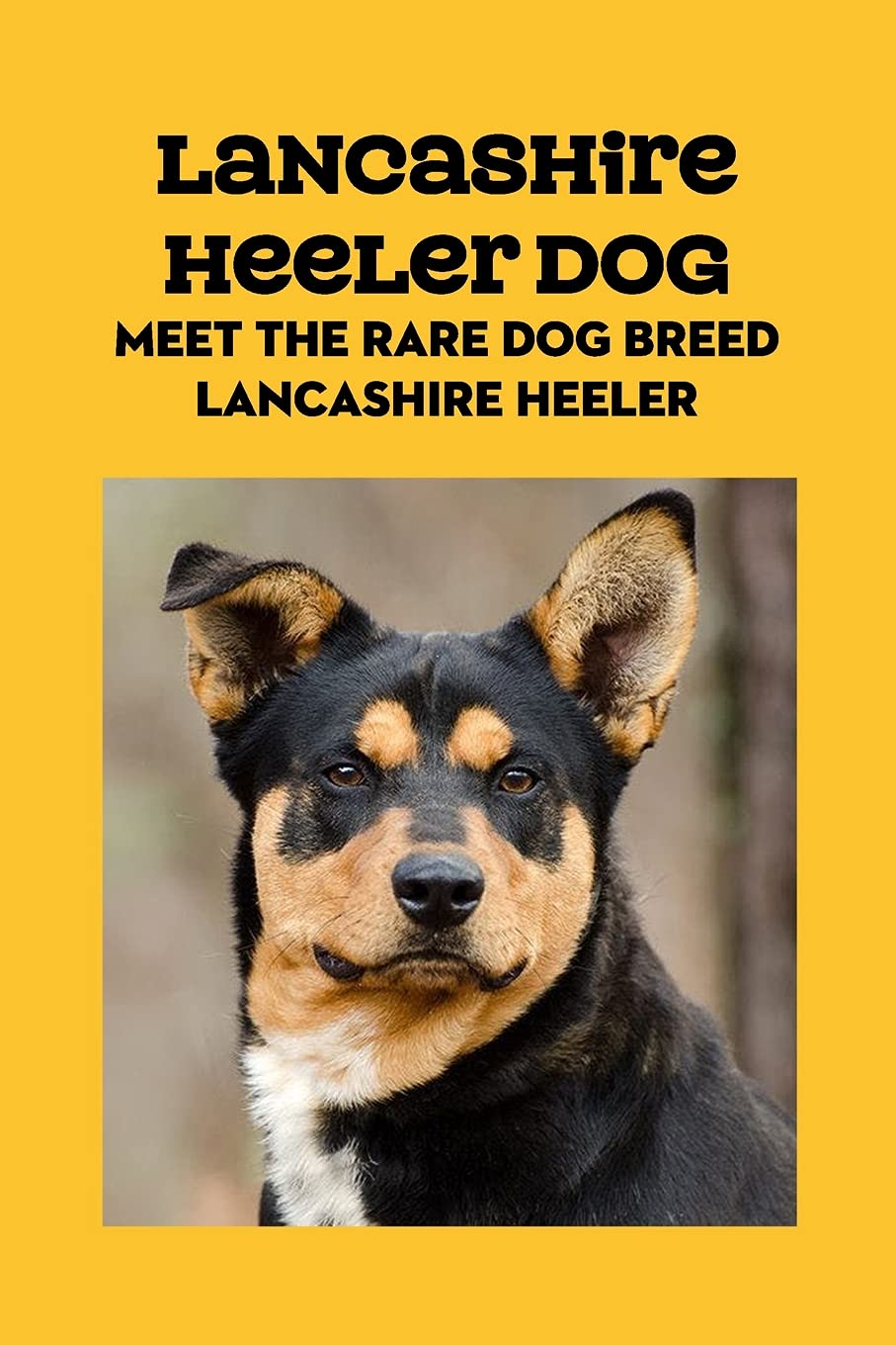 Lancashire Heeler Dog: Meet The Rare Dog Breed Lancashire Heeler: Lancashire Heeler Dog Info, Temperament, Puppies, Pictures