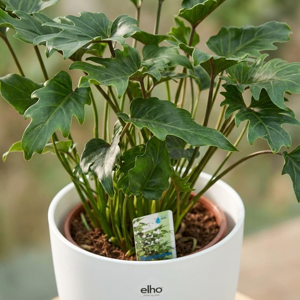 Philodendron Xanadu Roślina pokojowa 60 cm – zielona roślina liściasta w potterze, biała, Ø 19 cm – głęboko nacięte liście – łatwa w pielęgnacji, oczyszcza powietrze do mieszkania, biura i jasnych