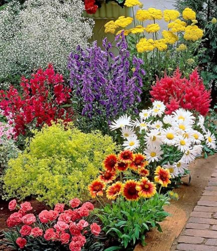 BALDUR Garten 9er Set Bunter Staudengarten, Pflanzen im 7x7 cm-Topf, Staudenbeet, rote Astilbe, weißes Schleierkraut, Kokardenblume, Glockenblume, rosa Federnelke, Frauenmantel, roter Bartfaden, etc.