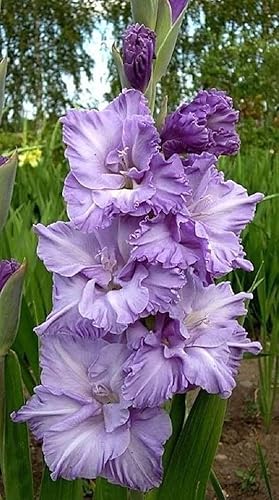 Gladiolo bulbi,Gladiolo pianta vera,Piante erbacee perenni,Decorazione del giardino, bulbi belli e sani(non fiori artificiali)-8 bulbi-A