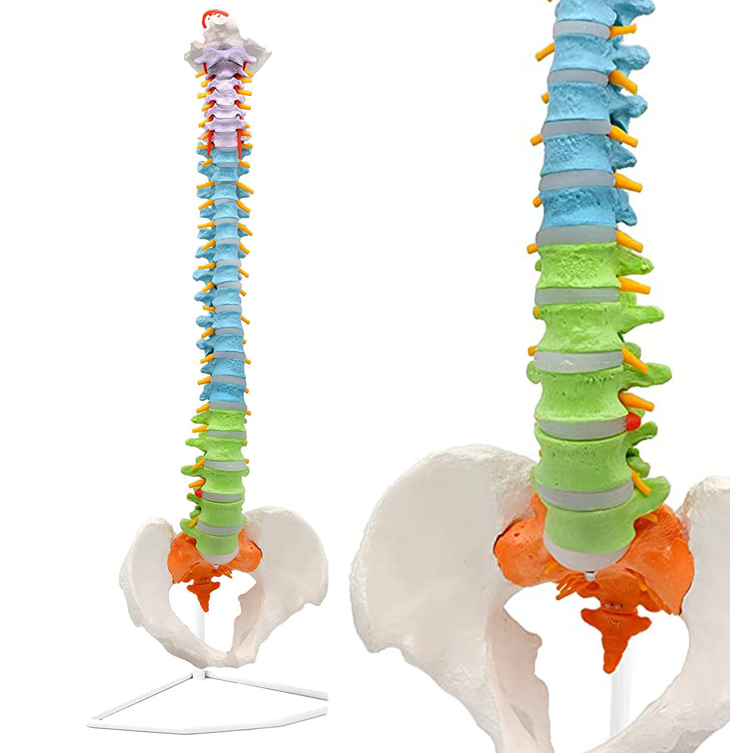 Amazon.co.jp: 人間の脊椎の解剖学的モデル 教訓的な色の柔軟な脊椎の