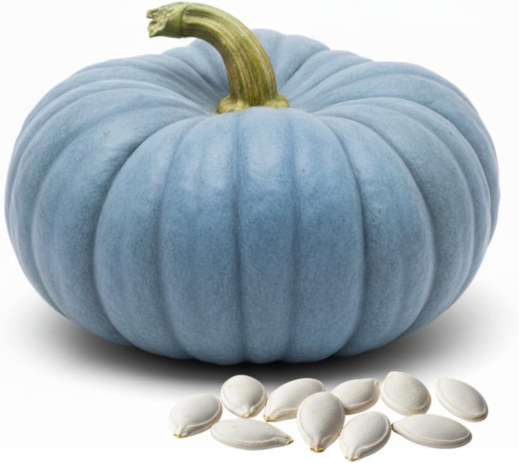 - Exotic Blue Pumpkin Seeds | 20 Seeds Packet | Blue Jarrahdale Pumpkin Seeds