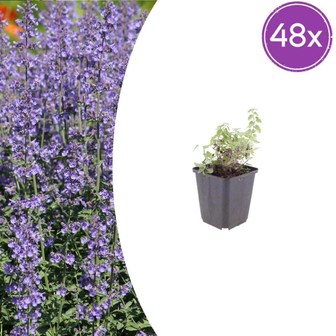 Rośliny kocimiętki, do ogrodu, niebiesko-fioletowe, zestaw 48 sztuk, 10-25 cm, Ø 9 cm