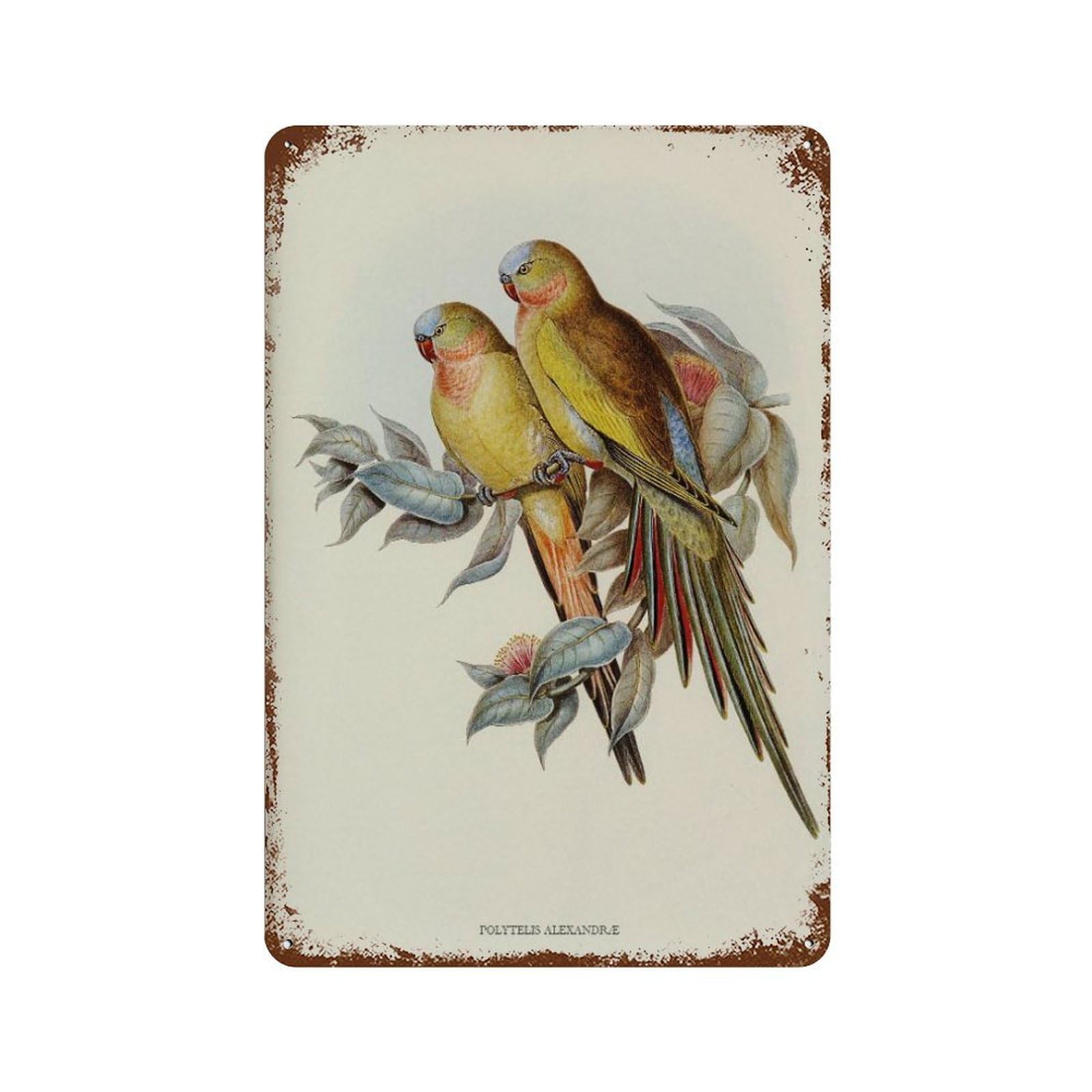 xiaoxiaoshen Vintage Parakeet Princess of Wales Bird, Home Decor Wall Decor Art Metal Tin Poster Modern Home Decor Art Home Bar Shop Decorations Vintage Sign 30x20cm