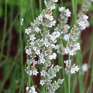 Lavandula angustifolia 'Arctic Snow' Hardy Perennial Evergreen Shrubs Unusual Pure White Flowers Garden Plants Lovely 3X 9cm Pots by Thompson and MorganFragrance Beautiful Cut Flower 1 (3)
