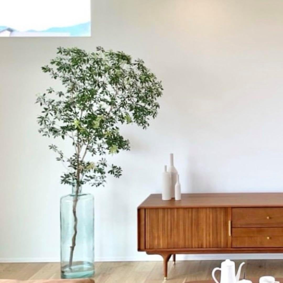 鉢ごと Oc0803 発根済み ボスウェリア ネグレクタ 現地球 鉢ごと Oc0803 発根済み ボスウェリア ネグレクタ 現地球 塊根植物