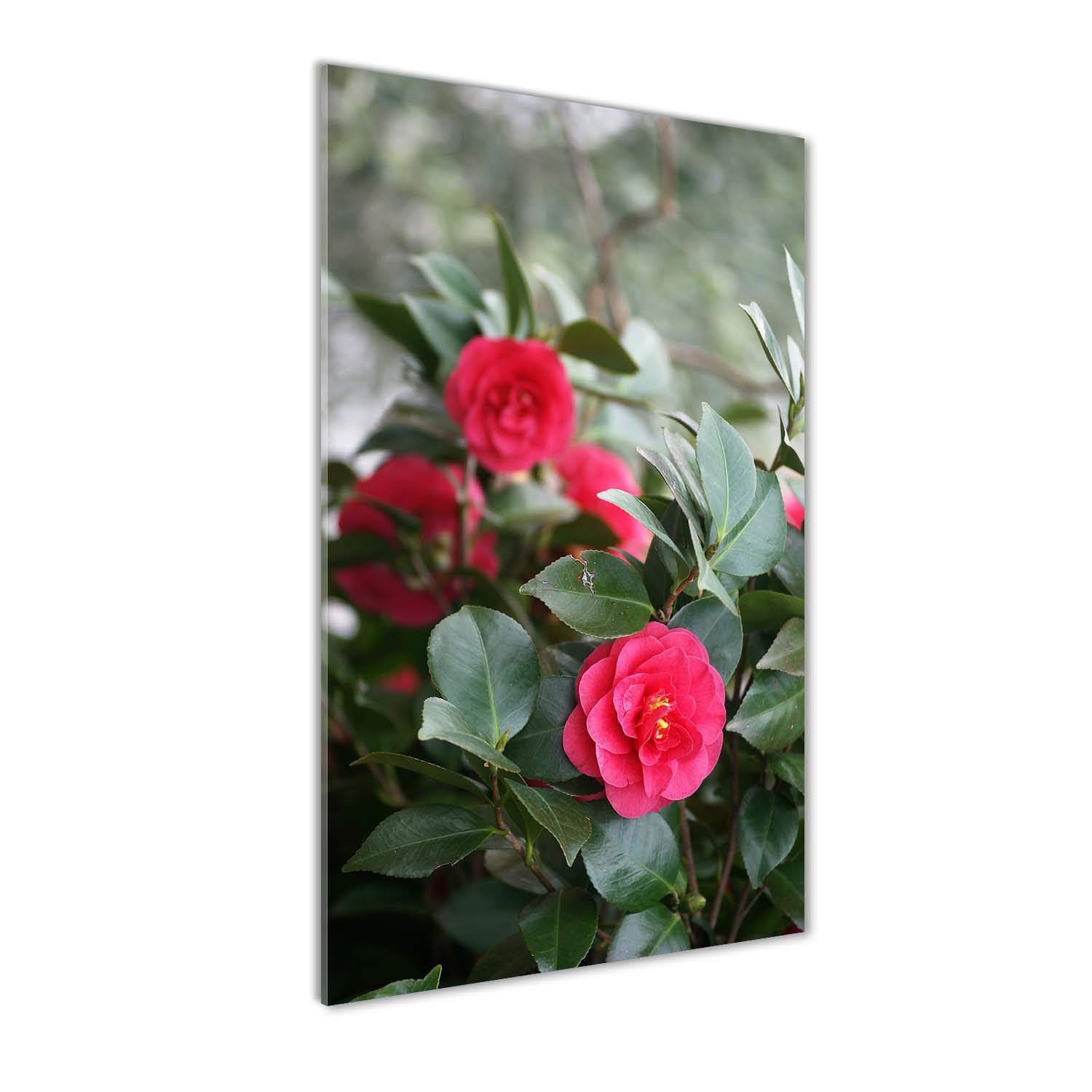 Tulup Impression sur Verre de 50x100 cm Image Tableau Photo décorative panoramique pour la Cuisine et Le Salon - Fleurs et Plantes - camélia - Rouge