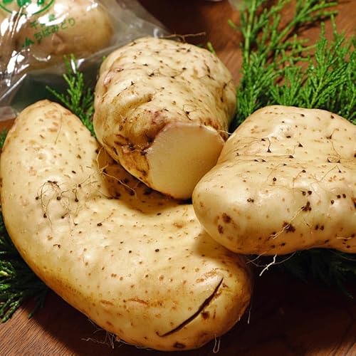 大和芋 やまといも 千葉県産 約2kg 5〜12本 国産野菜 当店一押し商品! 長芋を超える圧倒的な粘り とろろ蕎麦やご飯に最適!