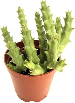 Özel Leş Çiçeği İç Mekan Kaktüs Salon 5.5Cm