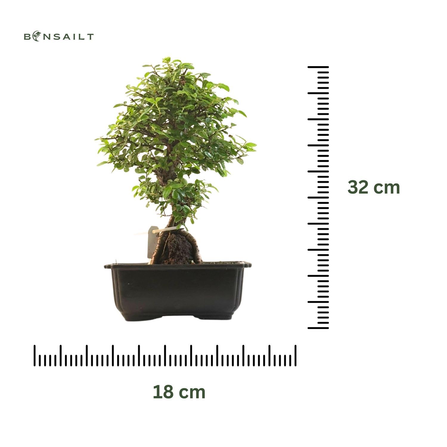 Ulmus parvifolia Bonsai auf Naturfelsen – Japanischer Import – Kunstvoll gewachsener Bonsai in Kunststoffschale – Rarität für Sammler.