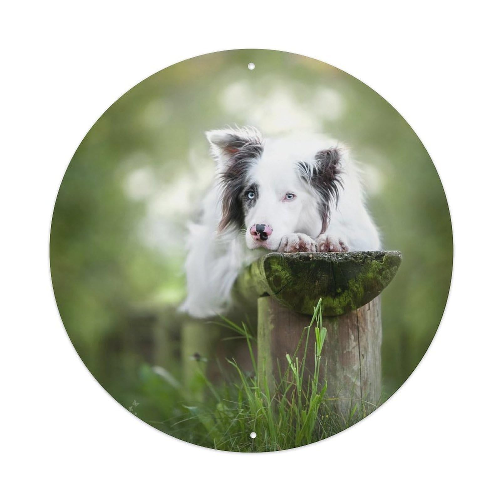 Cwbufd Vintage Style Border Collie Nature Scene With Blue Eyes And Forest Background Photography For Pet Lovers Vintage Metal Tin Sign Plaque Wall Decor For Cafe, Club Bar, Office, Garden Metal Poster 8X8inch