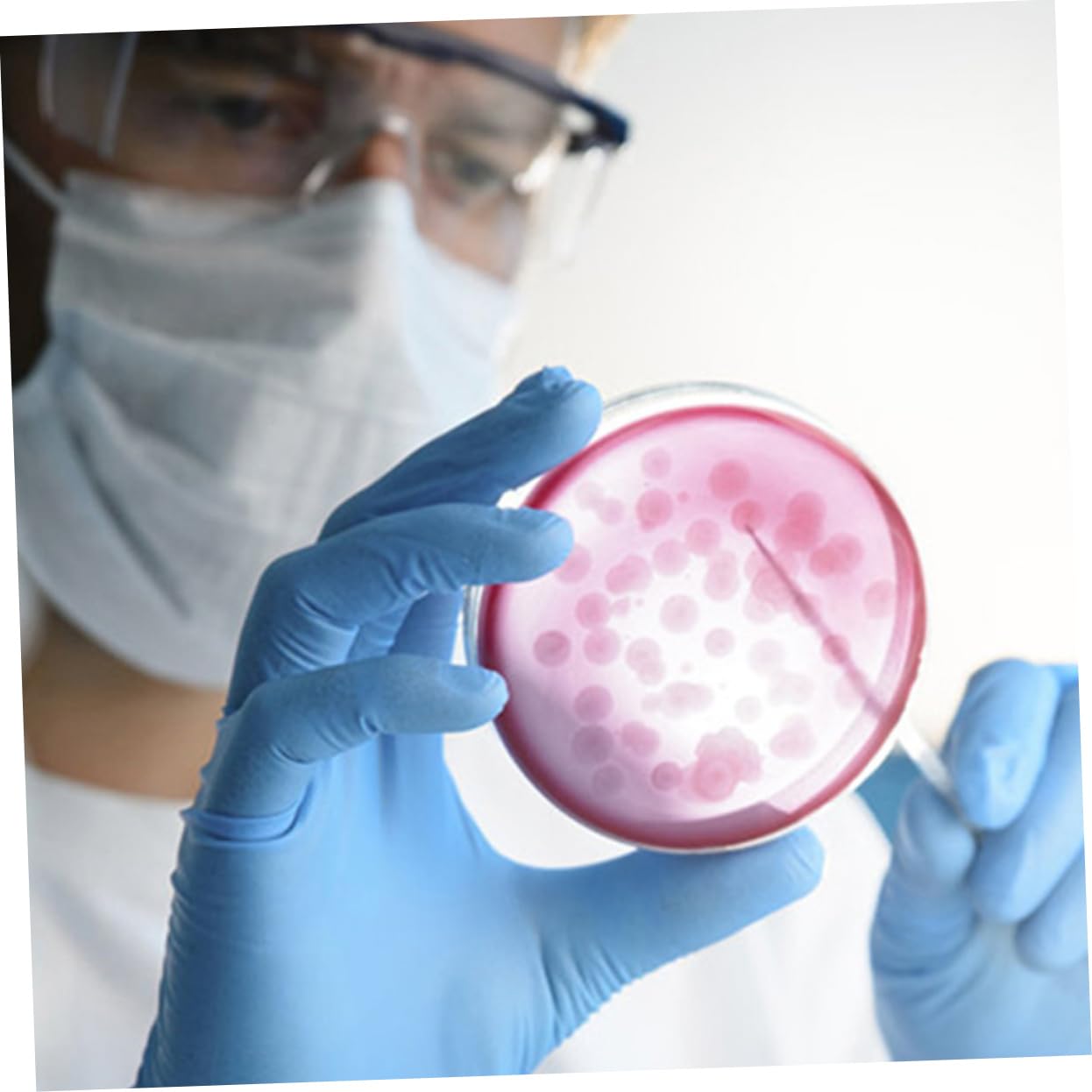 20 Piezas placa agar nutritivo placas petri placas petri proyectos tejido champiñón flechas Experimentar placas agar para laboratorio. placa petri prevertida con agar piso