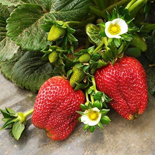 Creative Farmer Strawberry Seeds Amazon.in Garden & Outdoors