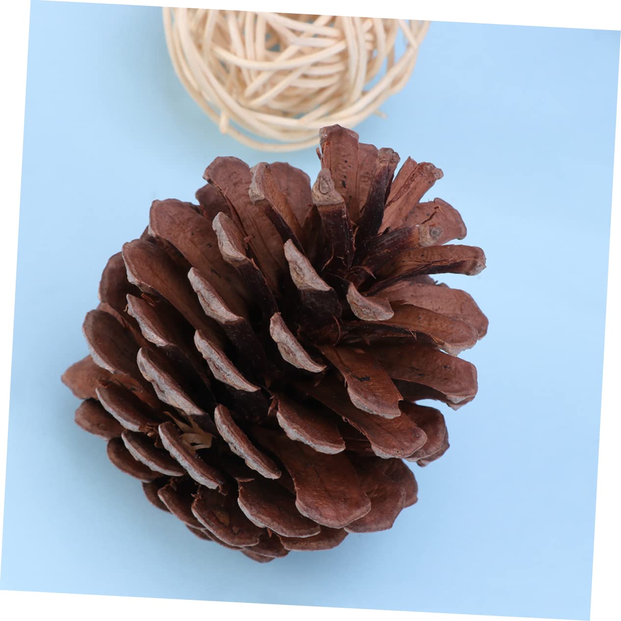 Natürliche Tannenzapfen Dekoration 50 Stück, 6-8cm, Weihnachten | Wiederverwendbar, für Winter und Festliche Arrangements, Passend für Bürogebäude und Restaurantdekoration