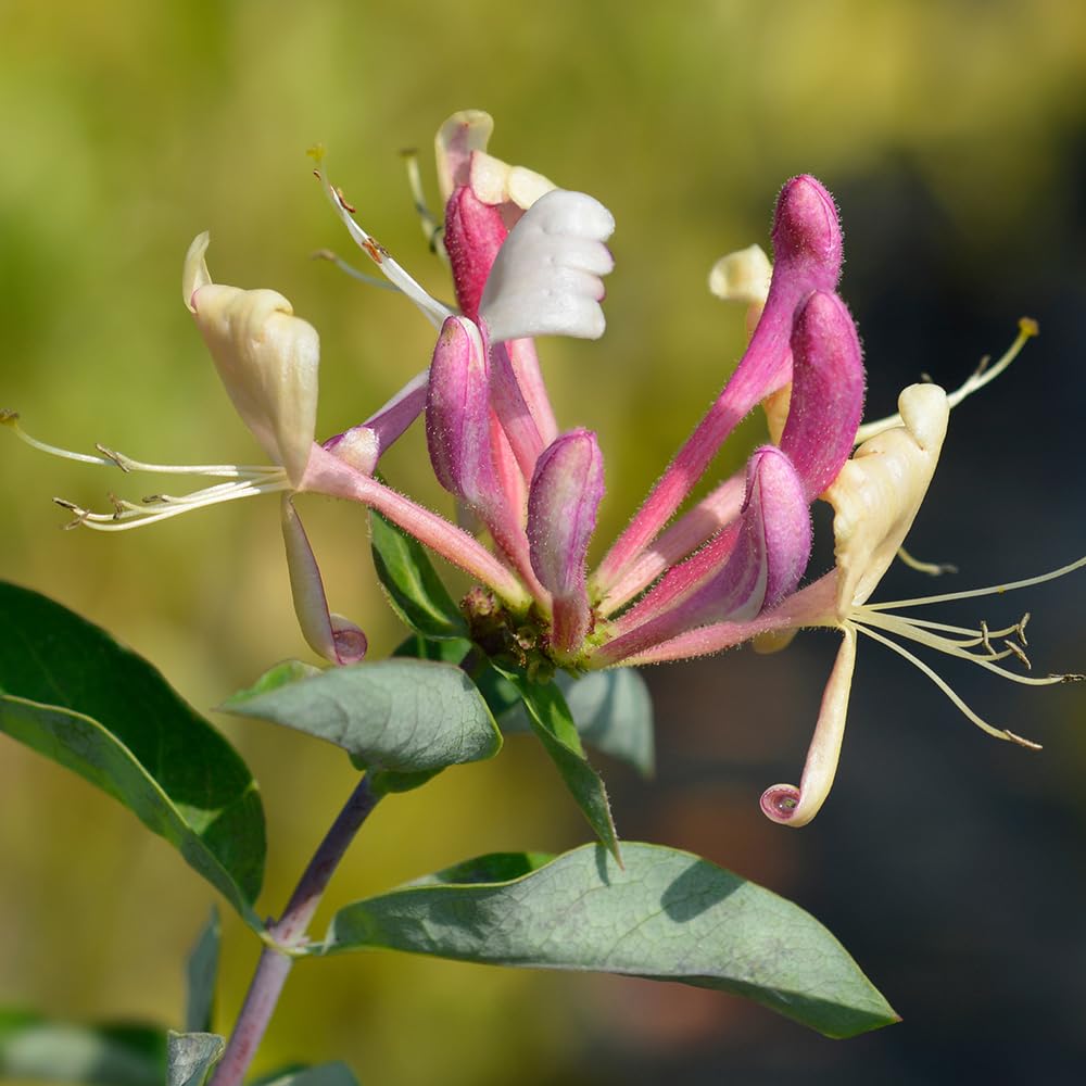 Honeysuckle 'Belgica' Three Established Plants in 9cm Pots, Compact Perennials for UK Gardens