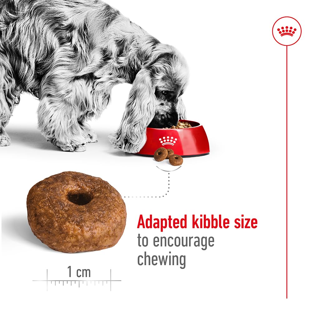 Royal Canin Size Medium Ageing 10+, 1er Pack (1 x 15 kg)