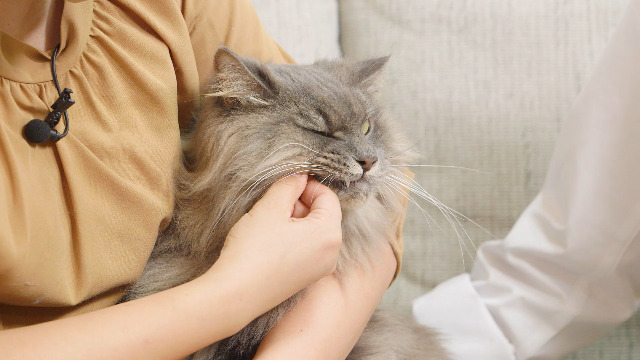 Amazon | ライオン 猫の歯磨きおやつセット ペットキッス PETKISS ネコ