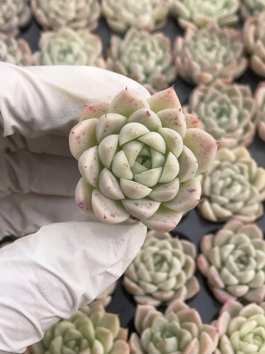 Amazon.co.jp: 30株 Q881多肉植物 エケベリア 白砂 超美苗 サボテン