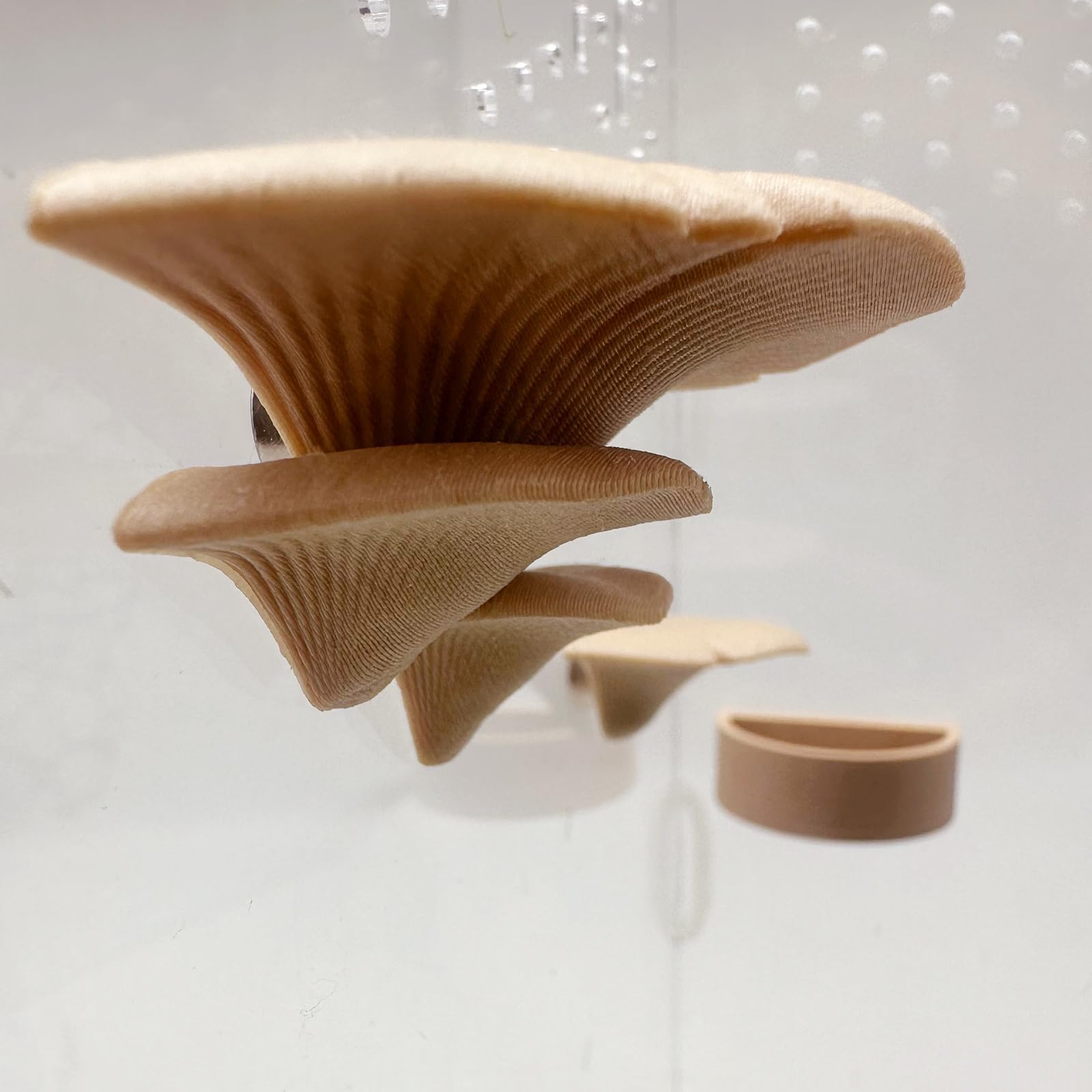 3 Magnetische Blatt-Leisten Für Springspinnen-Terrarium – Aus Holz, Mit Starken Magneten, Dekoration