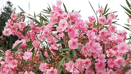 Amazon キッズジグソーパズル300ピース キョウチクトウ科ピンクの枝の花 家族の友達に挑戦する楽しい楽しいアートワークギフト おもちゃ おもちゃ Amazon キッズジグソーパズル300ピース キョウチクトウ科ピンクの枝の花 家族の友達に挑戦する楽しい楽しいアートワークギフト おもちゃ おもちゃ