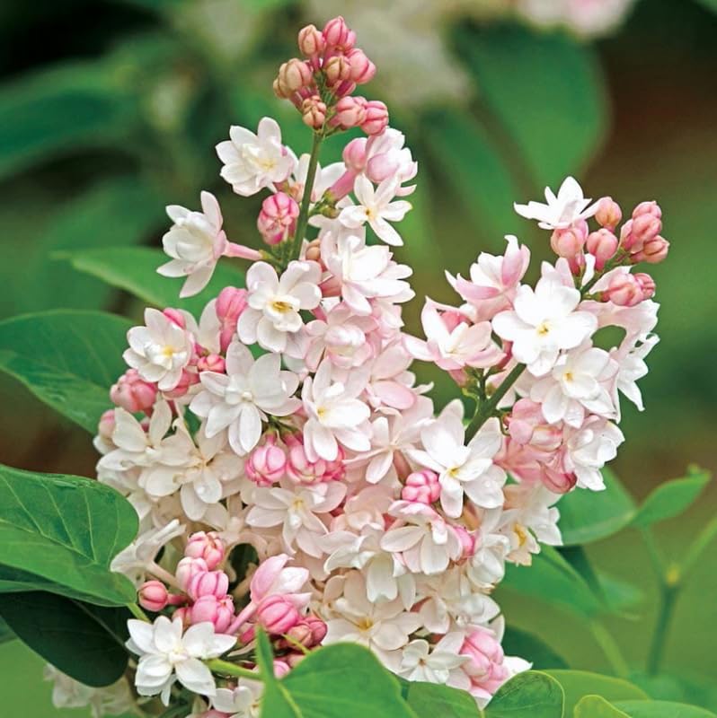 YOKEBOM Double Pink White Lilac