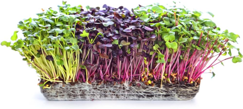 Microgreens Variety Pack (10 Varieties, 2 LBS+, Cabbage, Broccoli, Beet, Radish, Kale, Collard, Mustard, Arugula, Mizuna, Kohlrabi