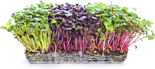 Miniatura 8 de Microgreens - Paquete variado (10 variedades, 2 libras+, repollo, brócoli, remolacha, rábano, col rizada, berza, mostaza, rúcula, mizuna, colinabo
