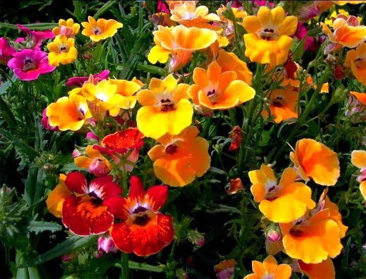 Miniatura 5 de Seeds Nemesia Galaxy Seed Mix 450+ Semillas para plantar flores anuales