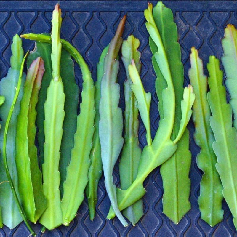 Set of 2 Mixed Dragon Fruit Plants Live, 4-8 Inches Tall, Tropical Cactus Live Plant, Dragonfruit Seedlings