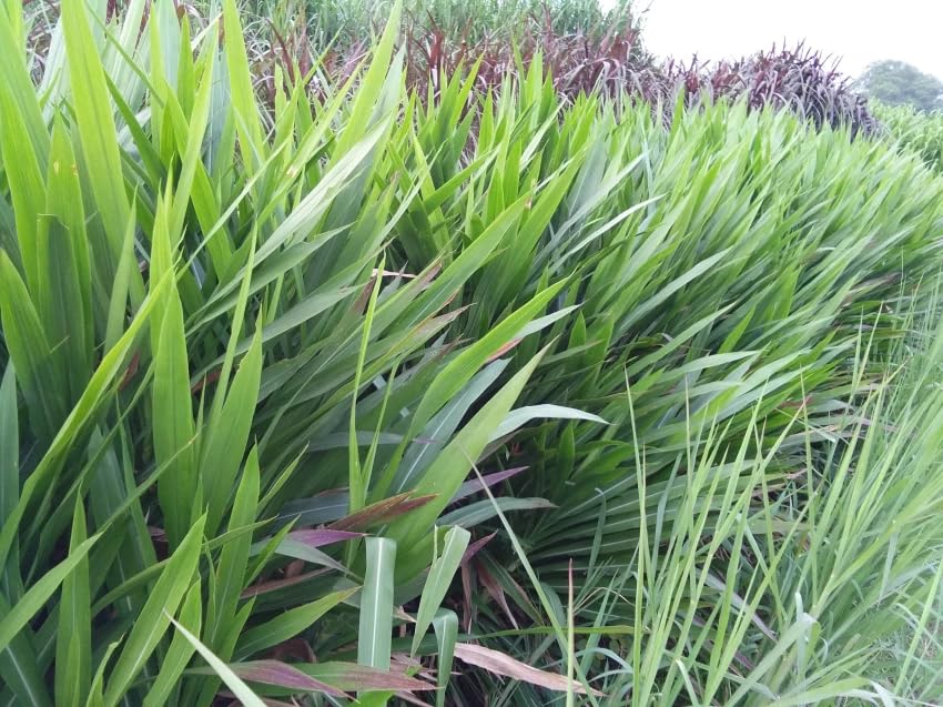 Hybrid Super Napier Grass Seed Stick/Pakchong 1 Multi-Cut Hybrid Fodder Grass Slips for Animal Husbandry Like Cow, Buffalo, Goat, Sheep, Poultry, Rabbit (Pack of 50) (B0CPBRLM54) Amazon Price History, Amazon Price Tracker