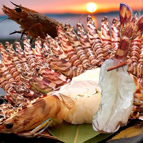 車海老【活〆冷凍】生 車えび 500g(SS 26〜28尾)熊本県天草産 維和島 車エビ 急速冷凍 養殖場直送 刺身 新鮮 クルマエビ