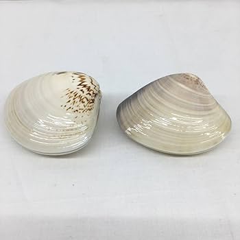 茶道具　白漆　貝文　貝形香合　花押あり　書付時代箱　V　R8327 茶道具 白漆 貝文 貝形香合 花押あり 書付時代箱 V R8327 茶道具