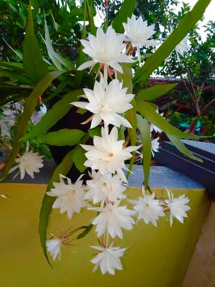 Brahma Kamal white Flower plant For Home and Graden (Pack Of 1)