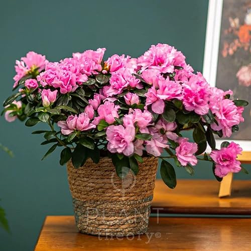 Plant Theory 25cm Azalea Flandresse Pink Azalea Indoor Flowering House Plant 12cm Pot