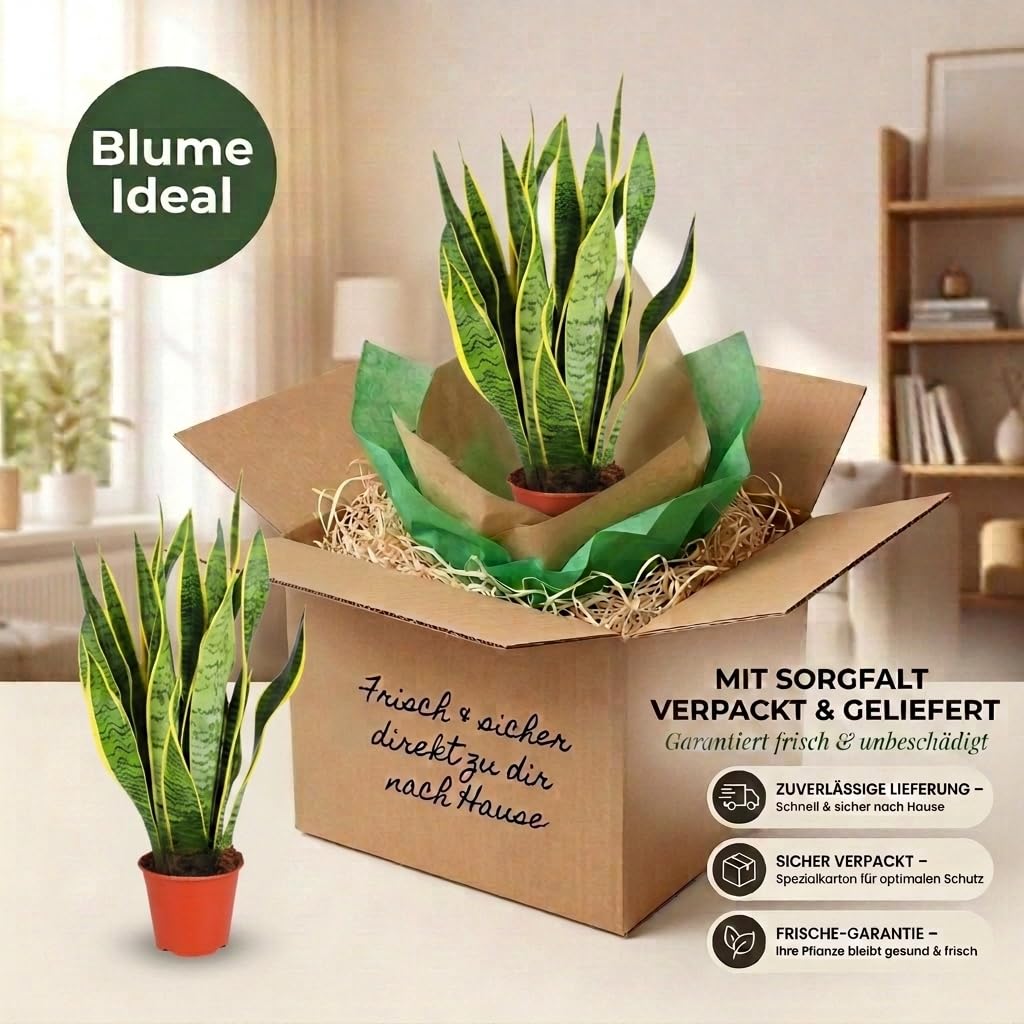 Bogenhanf | 2er-Set | Sansevieria laurentii | ca. 40-50 cm | ø 12-15 cm Topf | Pflegeleichte Zimmerpflanzen für Wohnung und Büro | Qualität vom Pflanzen Profi | Ideale Raumbegrünung