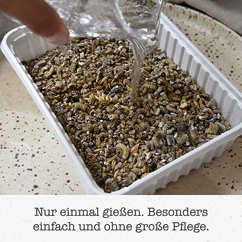 GimCat Katzengras – Zartes und vitaminreiches Ergänzungsfutter für Katzen