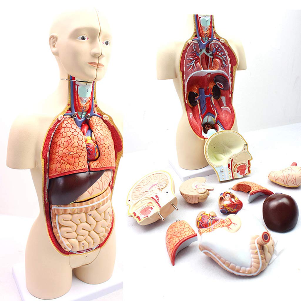 人体模型　解剖学的構造 Amazon.co.jp: 人間の胴体の解剖学モデル-45Cm 分解可能な16ピースの