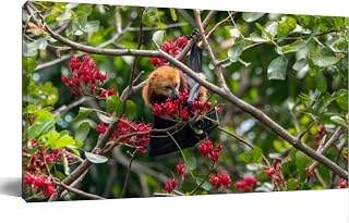 JOPZEMTYED Wall Art Frame Gallery Wall Decor Mauritian fruit bat flying fox pteropus niger Modern Canvas Prints Artwork for Living Room Bedroom Office Kitchen 48x24Inch
