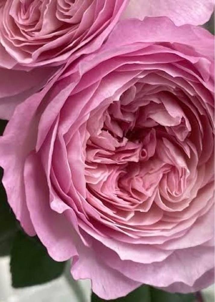 バラ苗　挿木苗5品種 Amazon.co.jp: バラ挿木苗 DA ER 廃盤品種 切花 ロザリンド バラ