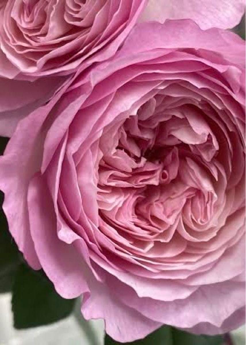 バラ苗　挿木苗5品種 Amazon.co.jp: バラ挿木苗 DA ER 廃盤品種 切花 ロザリンド バラ