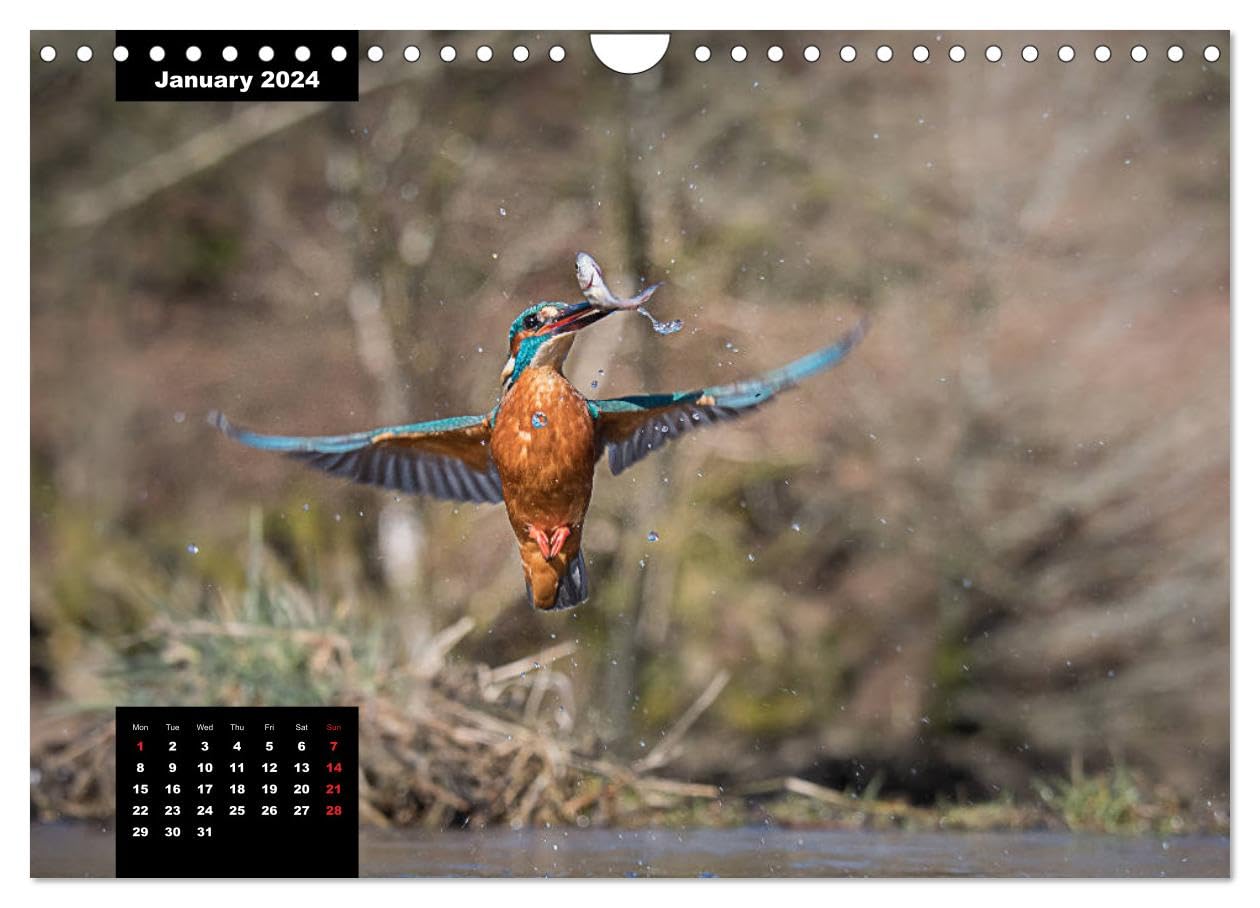 Amazon.com: Beautiful birds THE KINGFISHER (Wall Calendar 2024 DIN A4  Landscape), CALVENDO 12 Month Wall Calendar : Everything Else