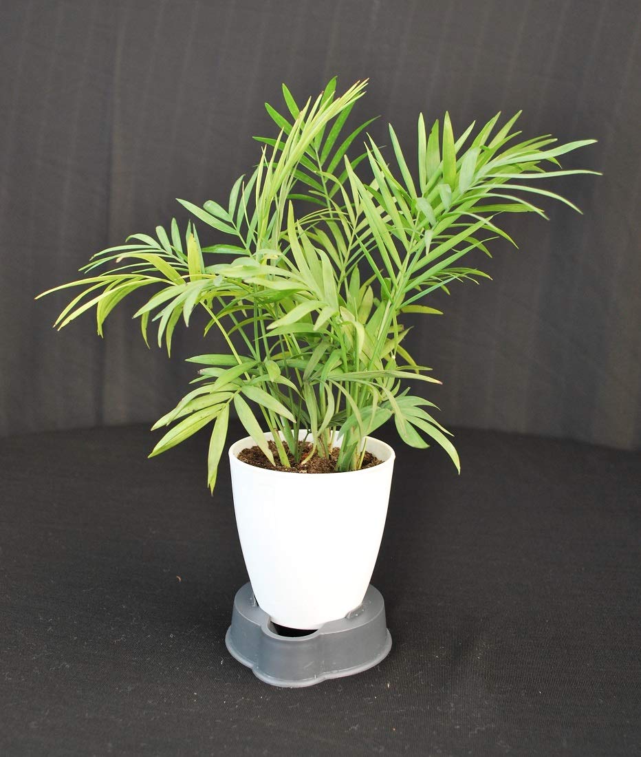 BIRTHRIGHT Chamaedorea Elegans Mini Palm aka Parlour or bella Palm Plant with Pot