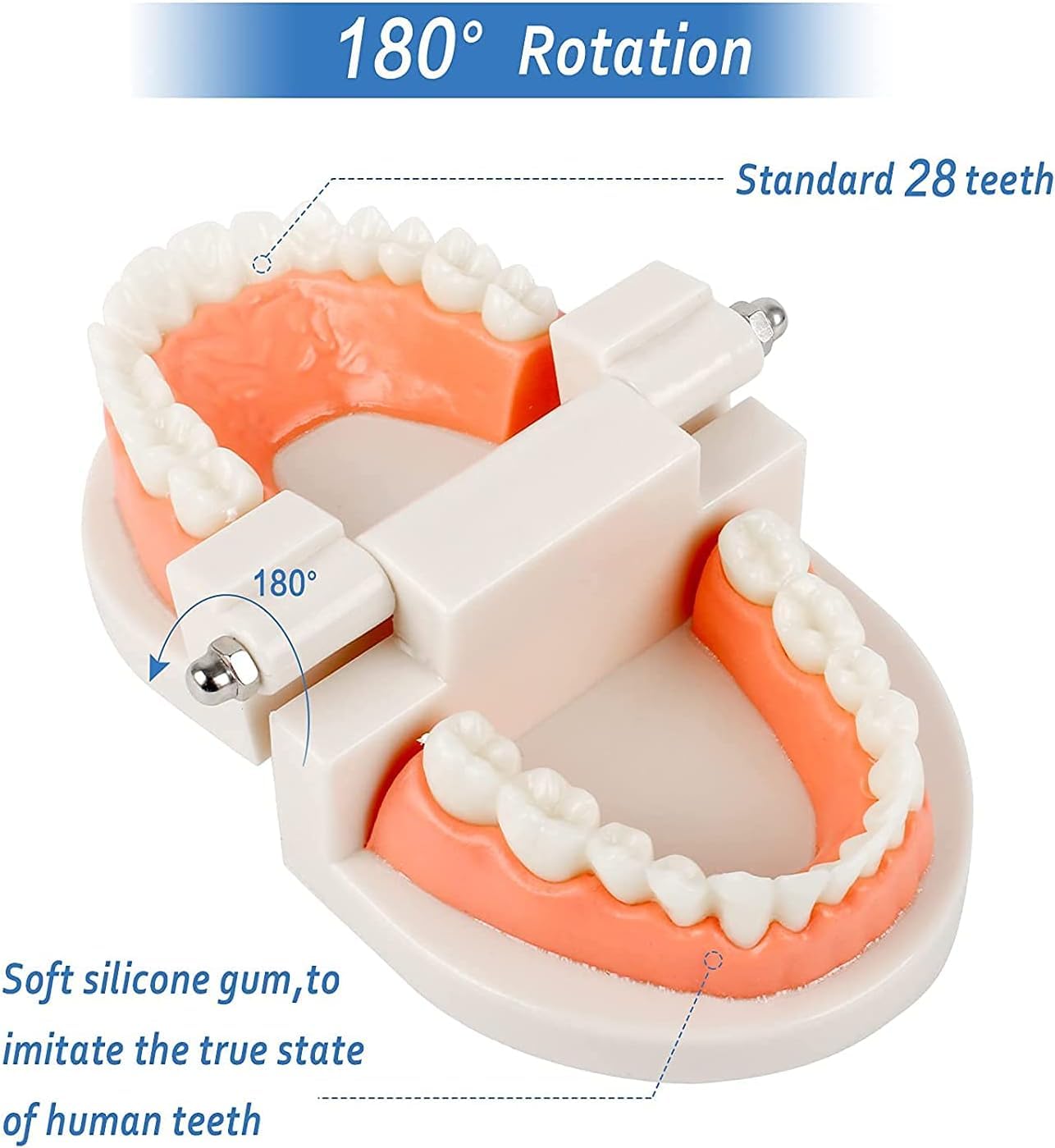 ERNZI Modello Dimostrativo Dentale per Bambini Modello di Cura Dentale Strumento Dentale Modello Standard 2 Denti 9,2 X 7,5 X 5,1 Cm
