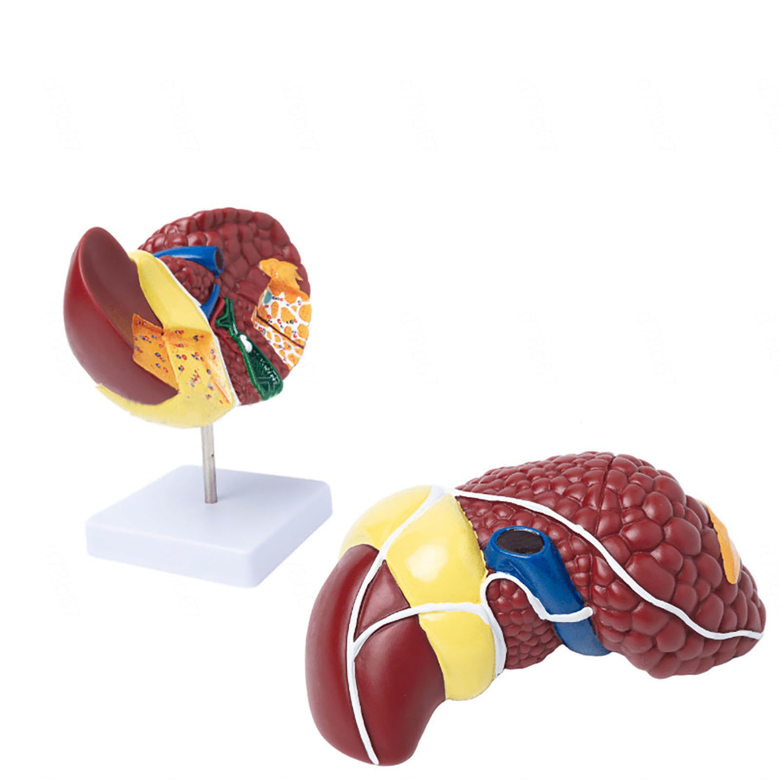Naturalnej wielkości model anatomiczny wątroby człowieka z podstawą i wyraźną teksturą oraz cechami patologicznymi Model raka wątroby do prezentacji dydaktycznej Materiały do nauki